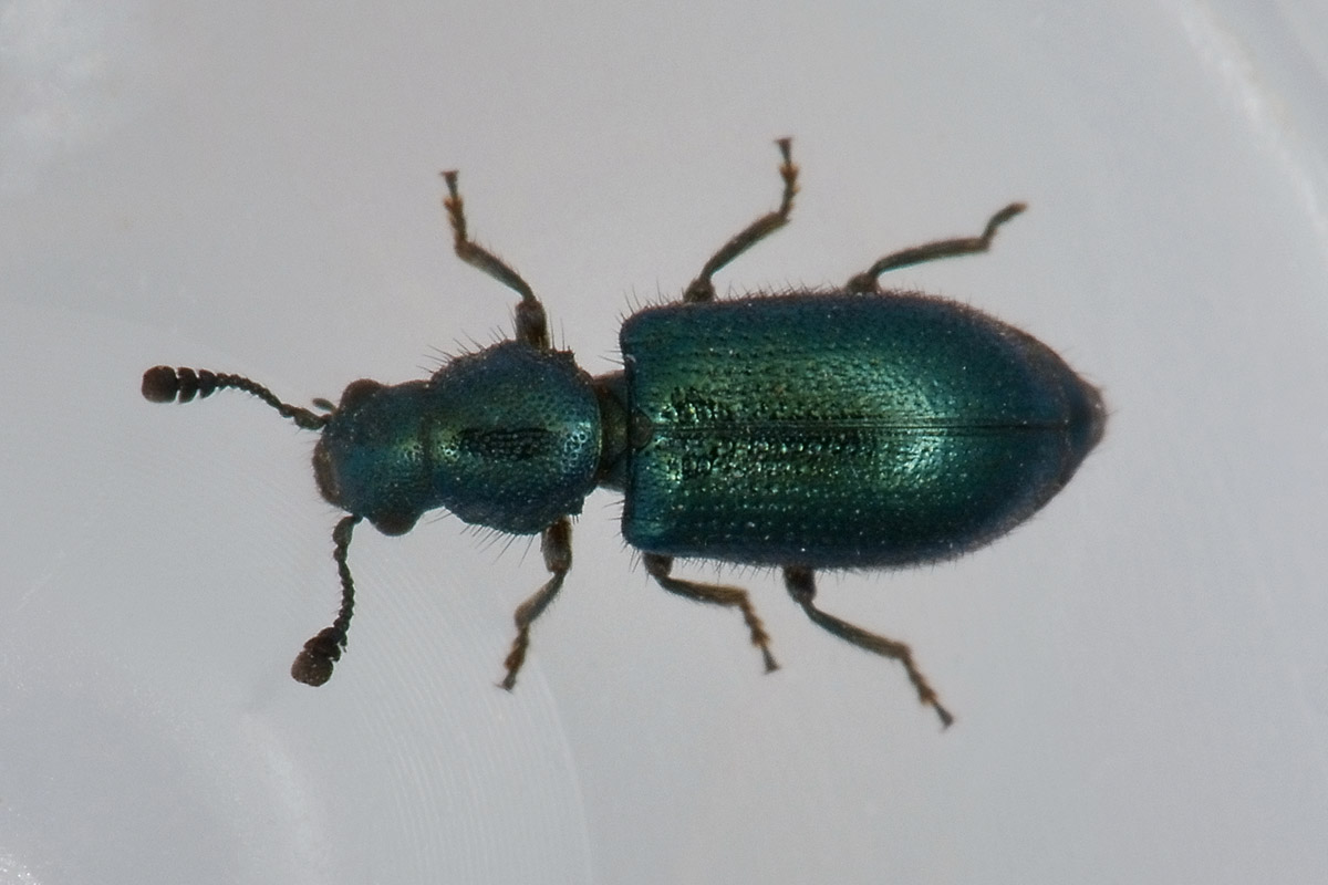 Necrobia violacea, Cleridae